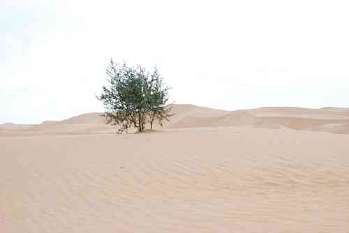 砂漠の中のサジーの木