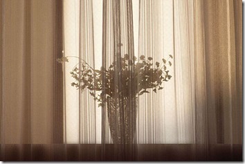 カーテンごしに見える出窓の花