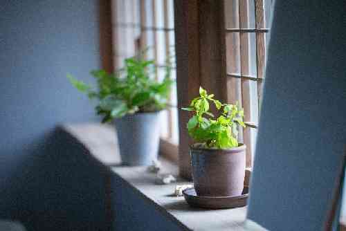 窓辺の植木鉢